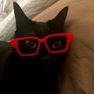 Lina the mini panther